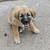 Mix pups 1 thumbnail