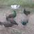 Peacocks, Peafowl 2 thumbnail