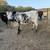 Angus longhorn cross cows 3 thumbnail