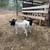 Dorper sheep 1 thumbnail