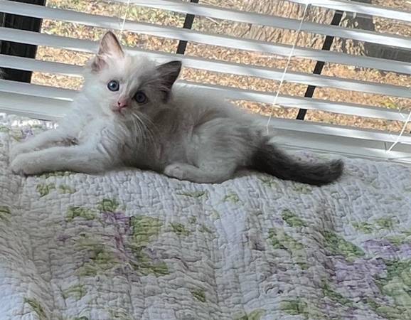 Ragdoll Kittens – Gentle, Gorgeous, and Home-Raised (Austin & DFW) (Austin)64141767985665121