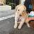 Golden doodle puppy 12 thumbnail