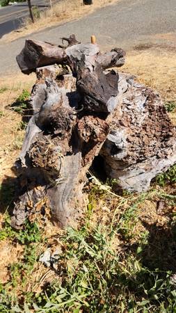 Giant dug out and quartered black walnut stump 1