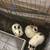 White Netherland dwarf rabbit 1 thumbnail