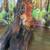 “Resting Buddha in Tree Cave” Resin Statue,—Copy of Wood Carving 7 thumbnail