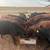 Angus Heifers 1 thumbnail