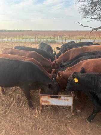 Angus Heifers 1