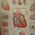 MEDICAL ANATOMY WALL CHARTS 8 thumbnail