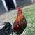 Bantam Roosters 3 thumbnail