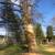 Tree removal service  and landscaping 2 thumbnail