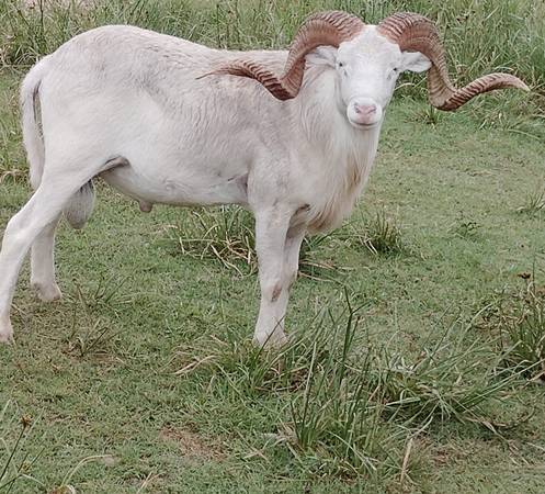 Ram Sheep 1