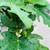 Large Fig tree with fruits 5 thumbnail