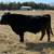 Black Angus Bull 4 thumbnail