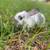 Rabbit 1 thumbnail