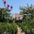 Crepe Myrtle Tree 2 thumbnail