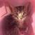 Rehome Kittens -  Bellflower 2 thumbnail