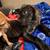 8 weeks old female cane corso for sale 4 thumbnail