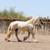 Palomino Gypsy Vanner 13 thumbnail