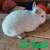 Rabbits 1 thumbnail