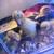 Ancona ducklings for adoption hatch 7/14 9 thumbnail