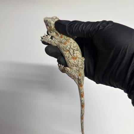 Gargoyle Gecko63923588946306123