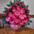 Flower arrangements / arreglos de flores 2 thumbnail