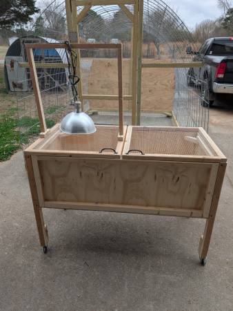 Chicks brooder quail chicks baby chicks 1