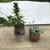 Succulents in 2 pretty stone pots 1 thumbnail