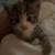 Kittens for sale 3 thumbnail