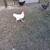 Roosters 1 thumbnail