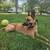 Rehoming German Shepherd Mix 5 thumbnail