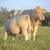 V-A-L Charolais 2026 "JUST QUALITY" Bull Sale 18 thumbnail