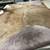 Cowhide leather hair on 32 square feet, made in Italy 5 thumbnail