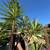 Cactus - Peruvian Apple Pear & Yuccas - Drought Tolerant 5 thumbnail