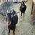 ***GOATS*** 3 thumbnail