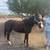 Gelding 3 thumbnail