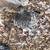 Frill back pigeons 3 thumbnail