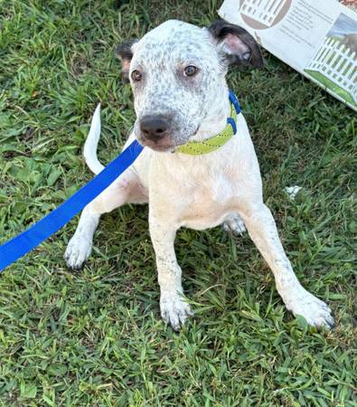 Carey is so loving and ready to go home (Media Pa)63623542791425121