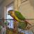 Yellowsided Greencheek Conure & Like New Cage---Talks 5 thumbnail