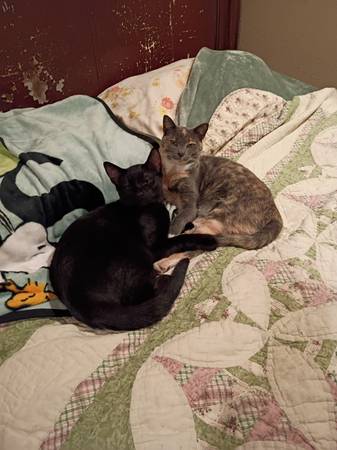 I Need Omak, 1bedroom living situation with others 1