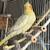 Beautiful Cockatiel 1 thumbnail