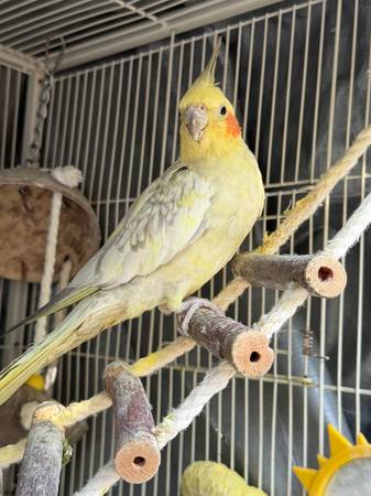 Beautiful Cockatiel 1