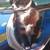 LOST CAT NORWALK 3 thumbnail
