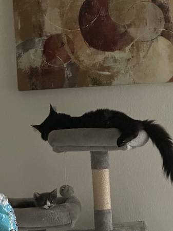2 cats in need of rehome for a little (San Diego)63955848378115123