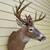 Massive Whitetail Deer Shoulder Mount 1 thumbnail