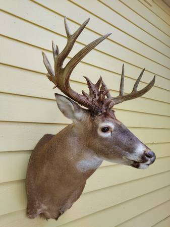 Massive Whitetail Deer Shoulder Mount 1