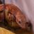 Crested Geckos 15 thumbnail