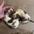 Dachshunds 2 thumbnail