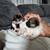 Newborn Shih Tzu 4 thumbnail