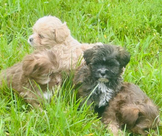 Yorkiepoo Pups (Sullivan)63671518803457122